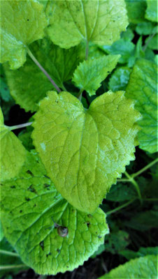 Lunaria rediviva