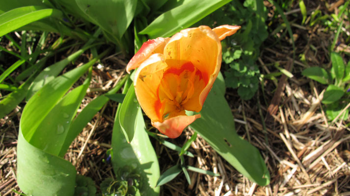 Tulipa kaufmanniana 'Corona'