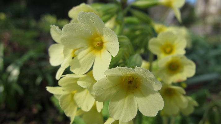 Primula elatior