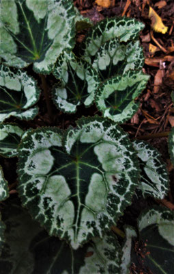 Cyclamen hederifolium