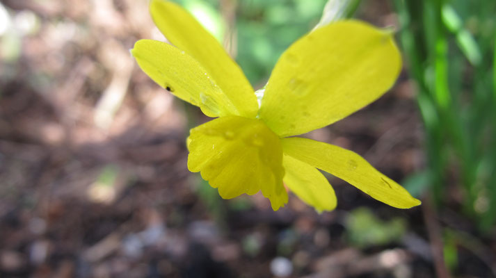 Narcissus watieri