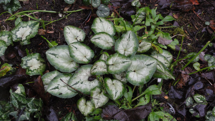 Cyclamen hederifolium, herfst cyclaam