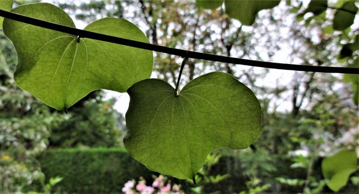 Dioscorea elephantipes (Testudinaria elephantipes), Hottentotsbrood of Olifantenpoot. 