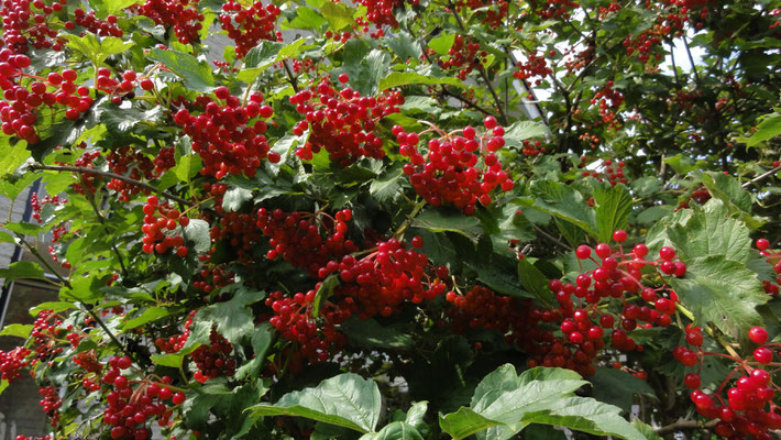 Viburnum opulus 'Compactum'