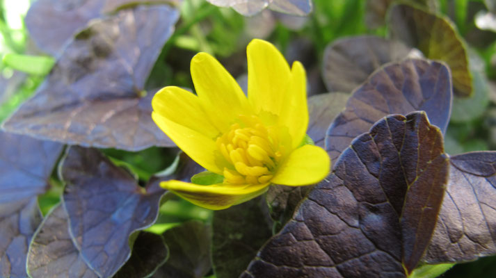 Ranunculus ficaria 'Brazen Hussy'