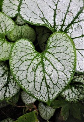 Brunnera zaailing