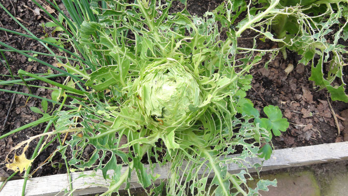 Brassica laciniata