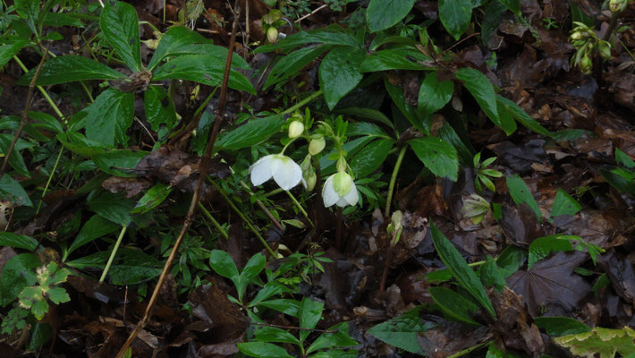 Helleborus orientalis