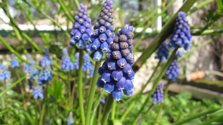 Muscari - blauwe druifjes