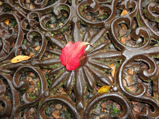 Een prachtig herfstblaadje gevonden na de wandeling bij de keukendeur.