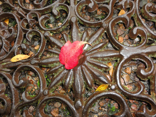 Een prachtig herfstblaadje gevonden na de wandeling bij de keukendeur.