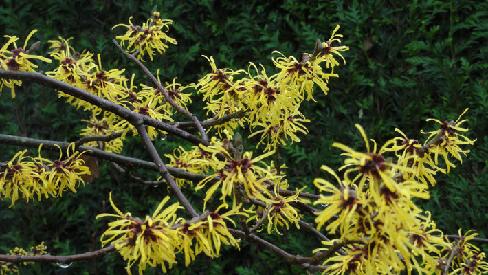 Hamamelis mollis "Boskoop"