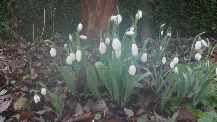 Galanthus -Zwanenmeer vande Warande-