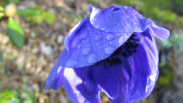 Anemone cor. 'Mr. Fokker'