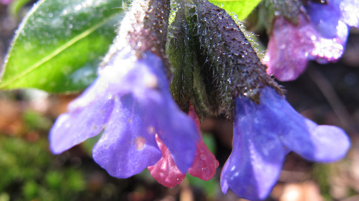 Pulmonaria