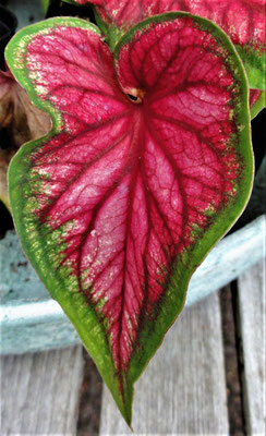 Caladium 'Red Flash'