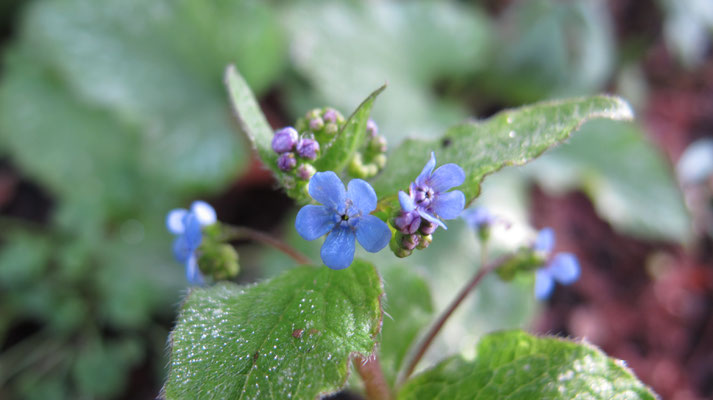 Brunnera