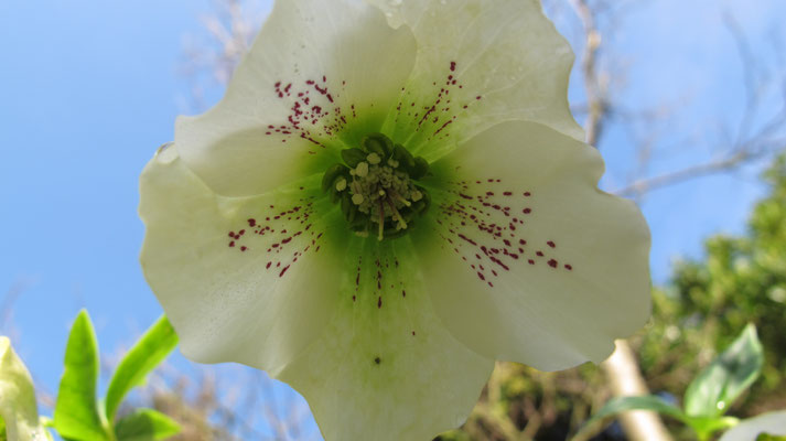 Helleborus 