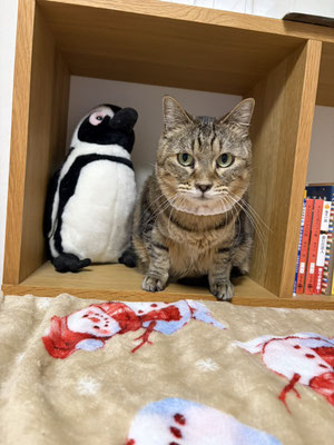 ちまき♀ 2019年５月１日生６才　多頭飼育崩壊で収容された子です。ナデナデ大好き♡まだ少し警戒しますが、すぐにゴロスリ腹天になります😊