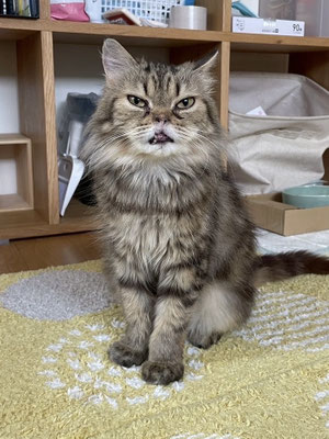 ブリュレ（♀）2022年頃生まれ　エイズ・白血病ともに陰性。人も猫も大好き。撫でられるのも大好きぶーちゃんです。