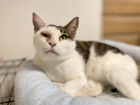 ジェニー ♀（予約）  2022年5月1日頃　猫エイズ白血病陰性　避妊手術済み 慢性の猫風邪の影響で右目は落涙し続けますが良い環境下だと少し改善されると思います。とっても人懐っこい女の子です。。