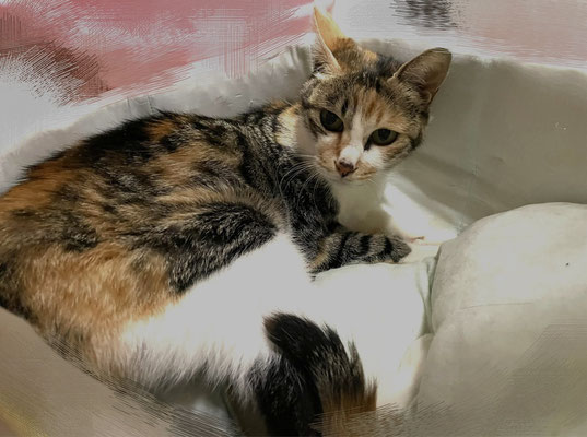 ミヒャ♀　2011年5月1日推定　13歳のおばあちゃん猫ですが、健康状態は良好！好奇心と食欲は旺盛です。