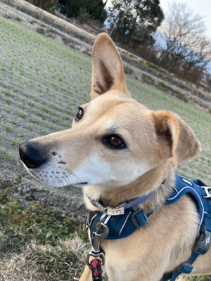 さくら♀　推定2021年頃  避妊済み　妊娠した状態で保護され、保健所で出産し献身的に子育てをしたとても愛情深い子。小柄でとても美人さんです。