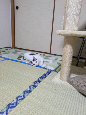 いと　メス　2025年9月生まれ 生後5.6ヶ月頃に保護したので、ビビリでまだ人慣れしていませんが、指からちゅーるはオッケーです。ゆっくり人慣れ頑張っています。ことと姉妹