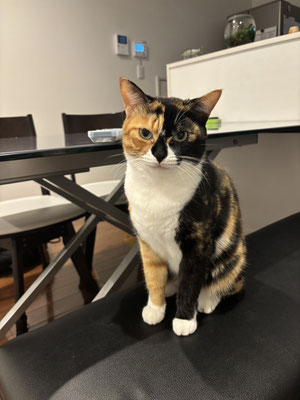 キメ♀ 2020年５月１日生５才　猫エイズ陽性　仮母のお膝が好き♡一緒に寝てます。ちゅーる大好き♡鳴声がカワイイ、穏やかな子です