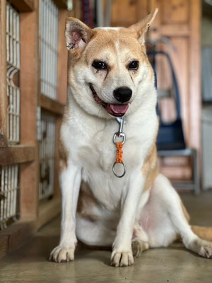 さいとうさん♂　フィラリア陽性　2013年頃生　17kg　保護される前はボス犬だった子です。信頼関係が築ければなでなでオッケーです。
