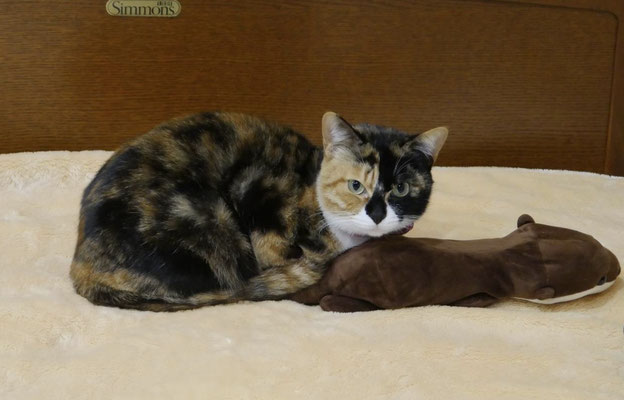 キメ♀  2020 年5月1日頃生　猫エイズ陽性　人慣れあとひと息。攻撃性はなく固まるタイプで触れます。チュール大好き♡ずっとの家族大募集‼️
