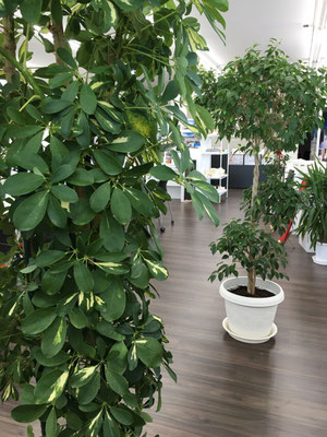観葉植物の植え替え Luxs Ishinomaki ページ 観葉植物の植え替え Luxs Ishinomaki ページ