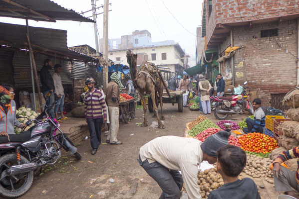 a lot of fresh vegetables,