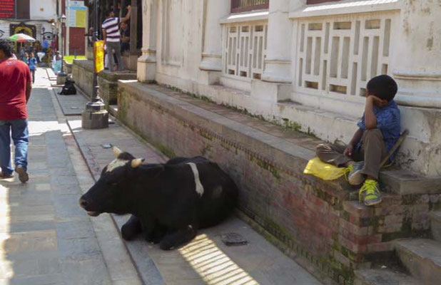 Tiere werden hier besonders beschützt und verehrt. 