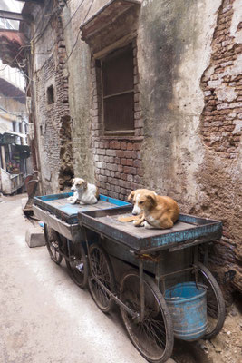 many dogs,