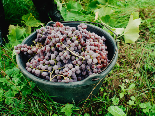 Souvignier Gris