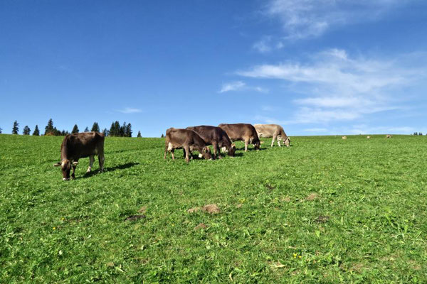 die sind auch noch gern draußen