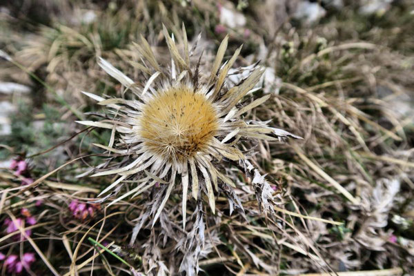 Silberdistel