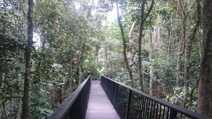 Kuranda - バロン滝に向かう遊歩道　世界最古の熱帯雨林