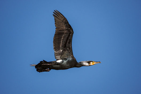 Kormoran  im Prachtkleid