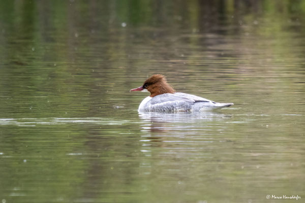 Gänsesäger ♀