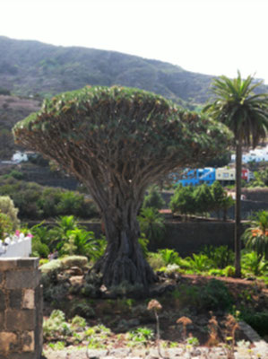 1000-jähriger Drachenbaum (Icod de los Vinos)