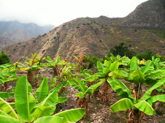 La Gomera - Bananenplantage