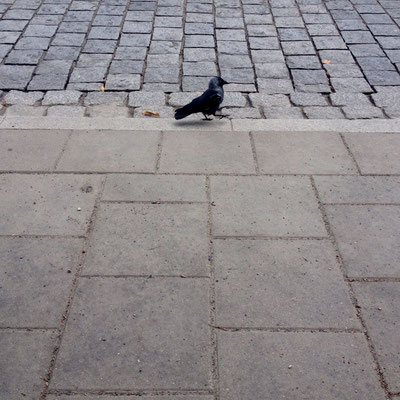 Black bird in Vilnius