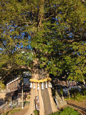 金沢八景　上行寺　ここの裏手が山吹の里　寺の遺構がある