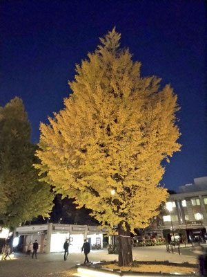 大学OB会の下見　上野公園
