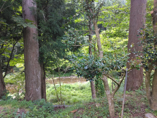 茗荷村