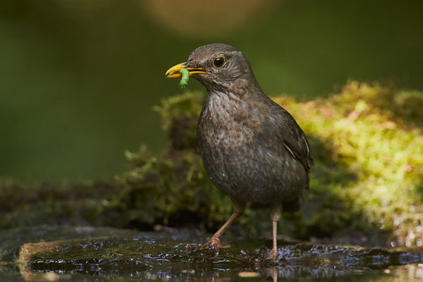 Amsel