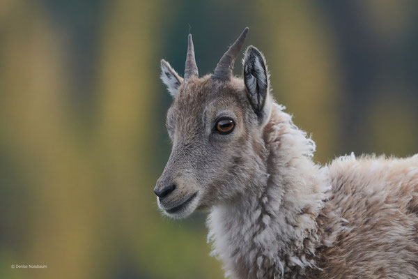 junger Steinbock