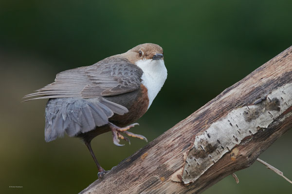 Wasseramsel